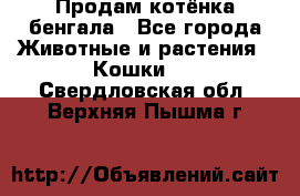 Продам котёнка бенгала - Все города Животные и растения » Кошки   . Свердловская обл.,Верхняя Пышма г.